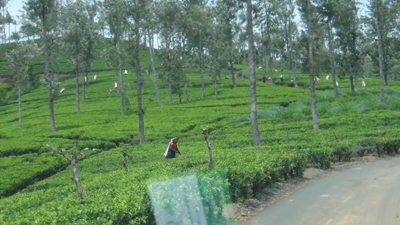 ** Hotel Punsisi Resort - Adam'S Peak Nallathanniya Sri Lanka